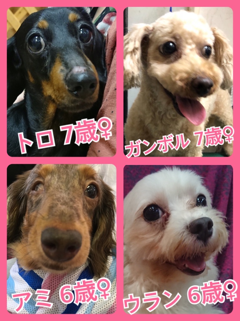 【🐾本日の里親様募集中ワンコメンバー🐶】2018,6,24